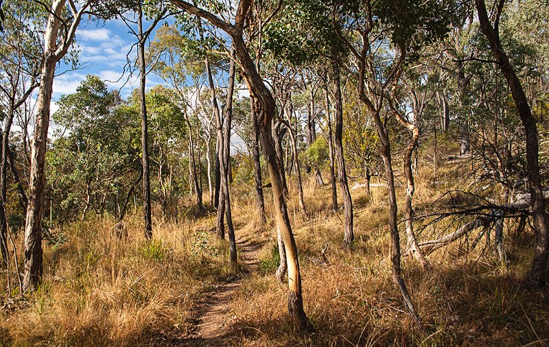 the way through the woods.jpg